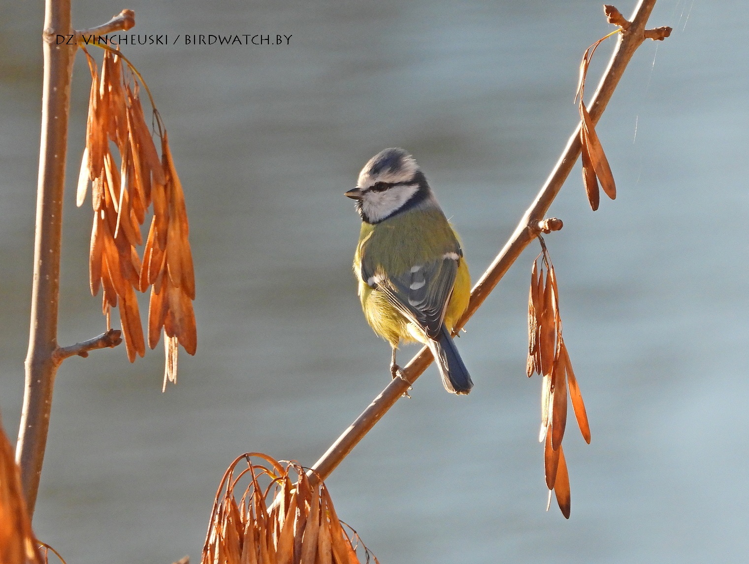 сіняя сініца