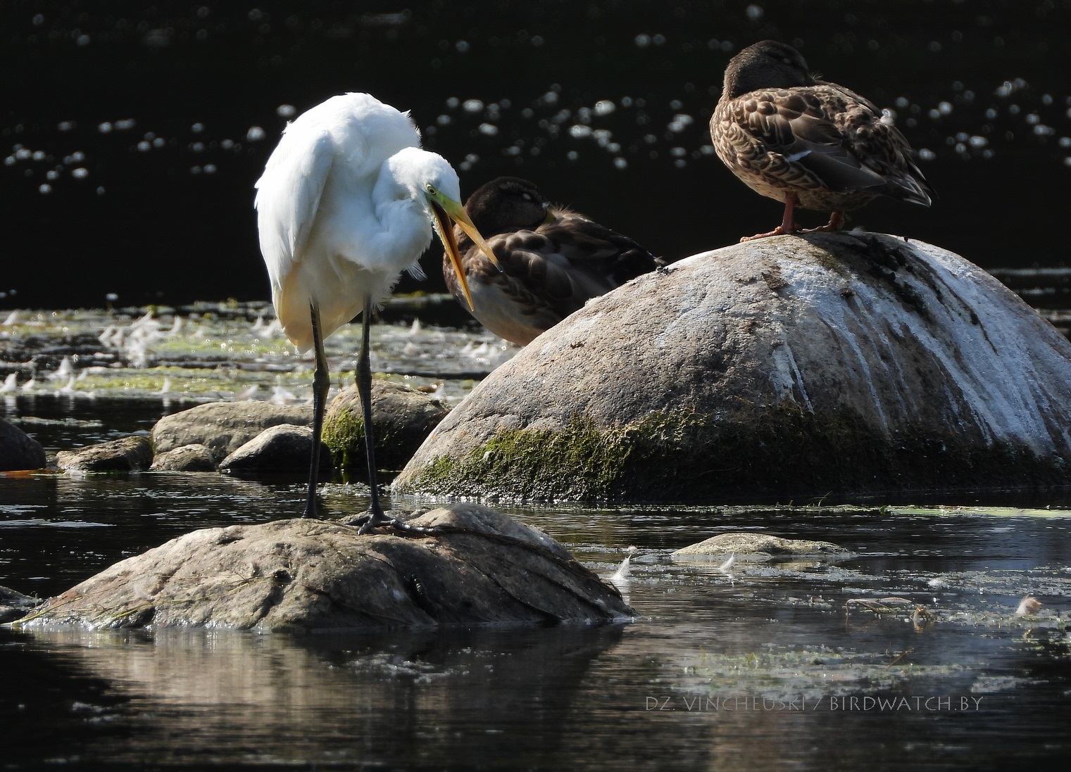 вялікая белая чапля