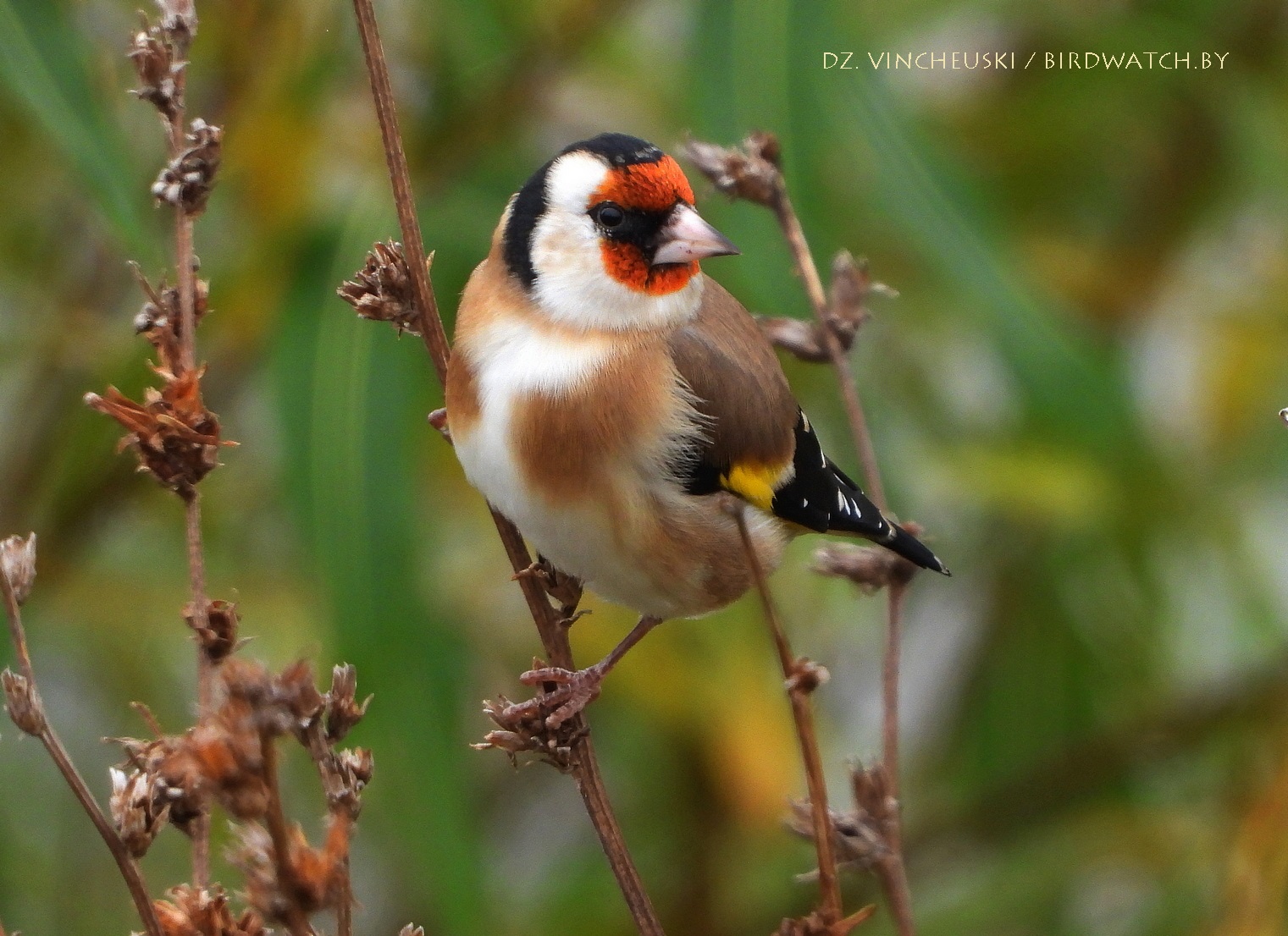 чорнагаловы шчыгел