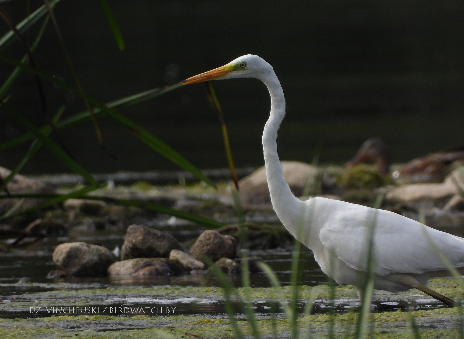 вялікая белая чапля