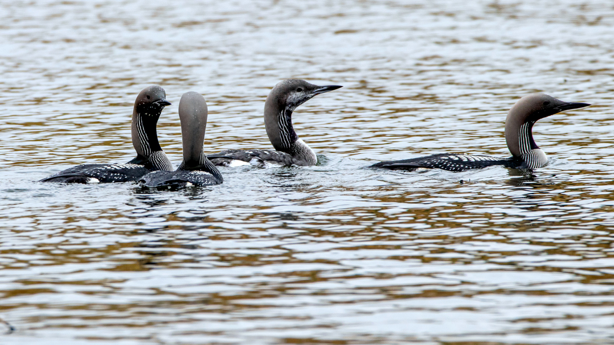 Чернозобые гагары.