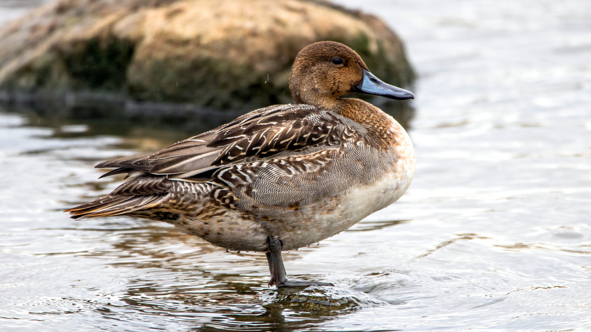 Шилохвость.