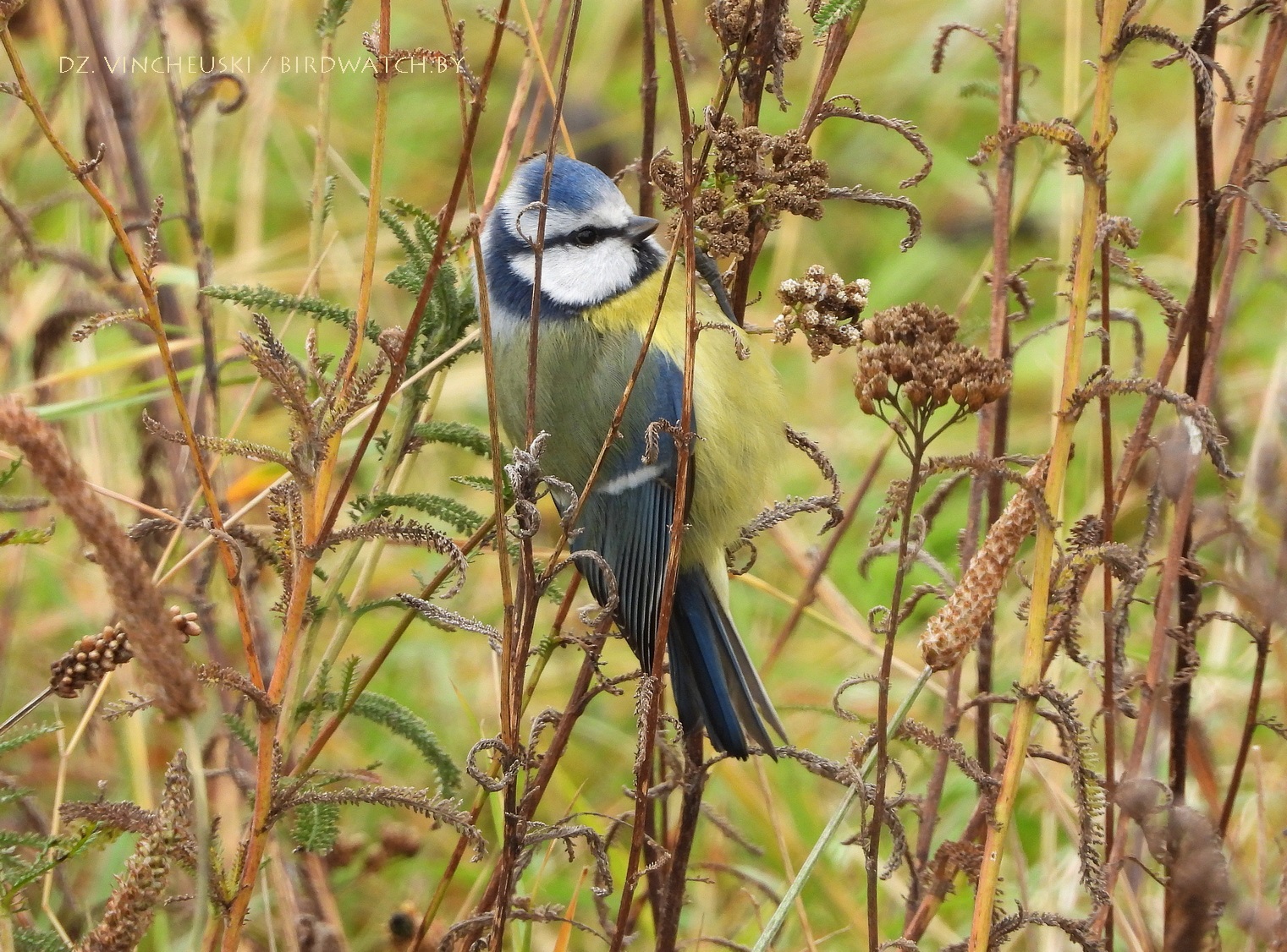 сіняя сініца