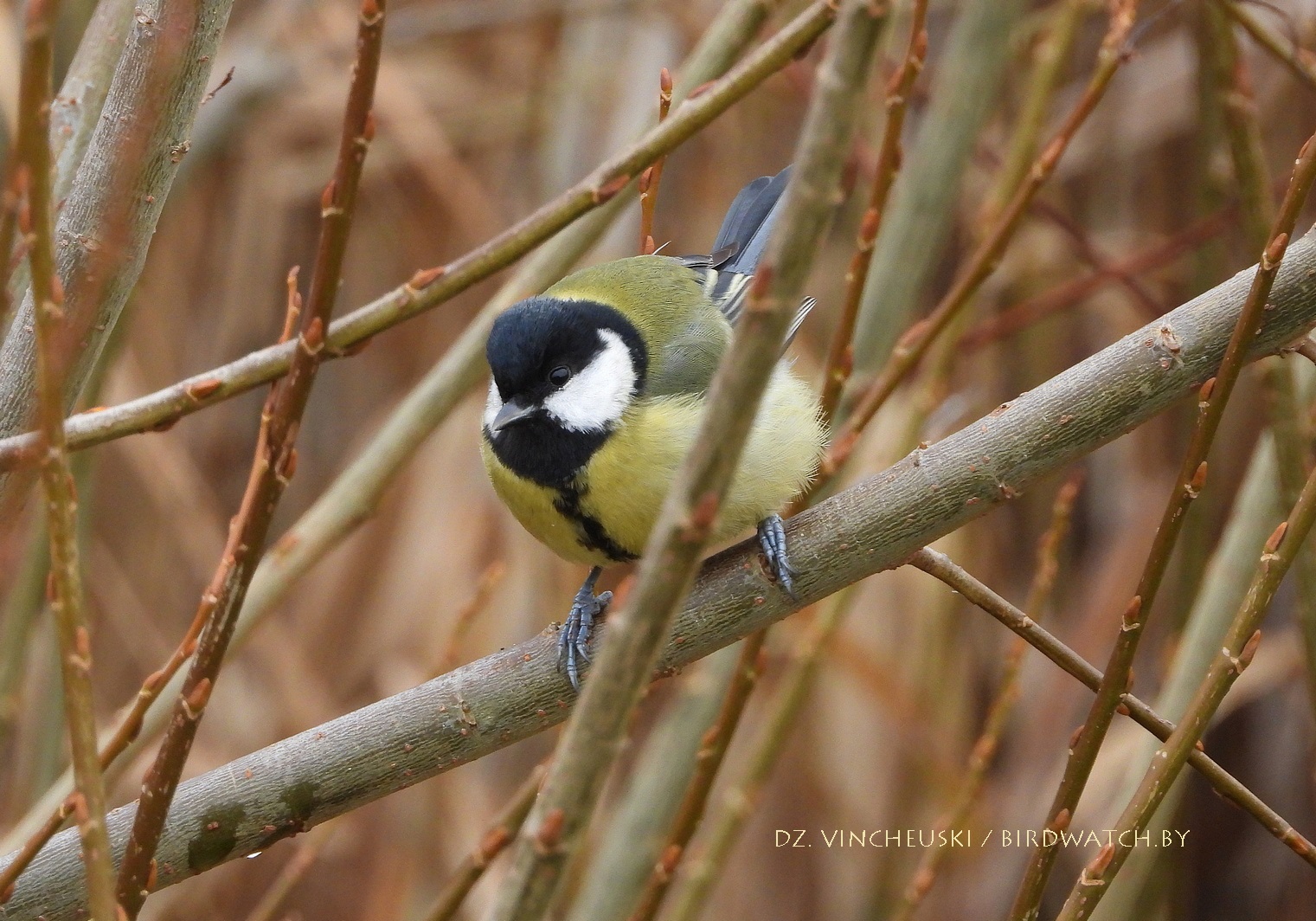 вялікая сініца