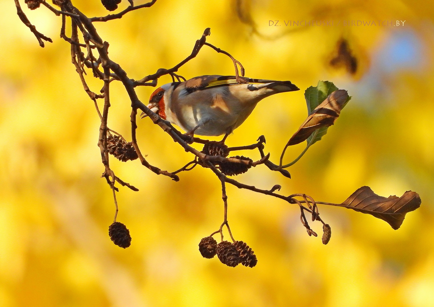 чорнагаловы шчыгел