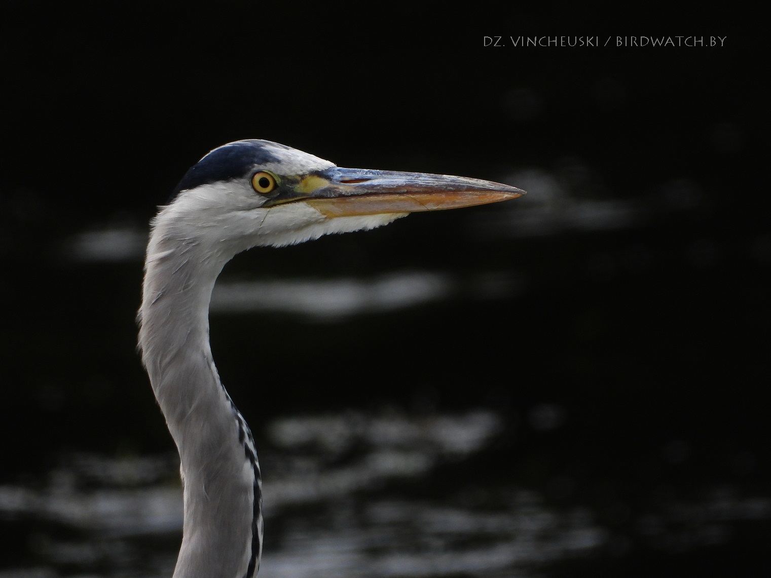 шэрая чапля