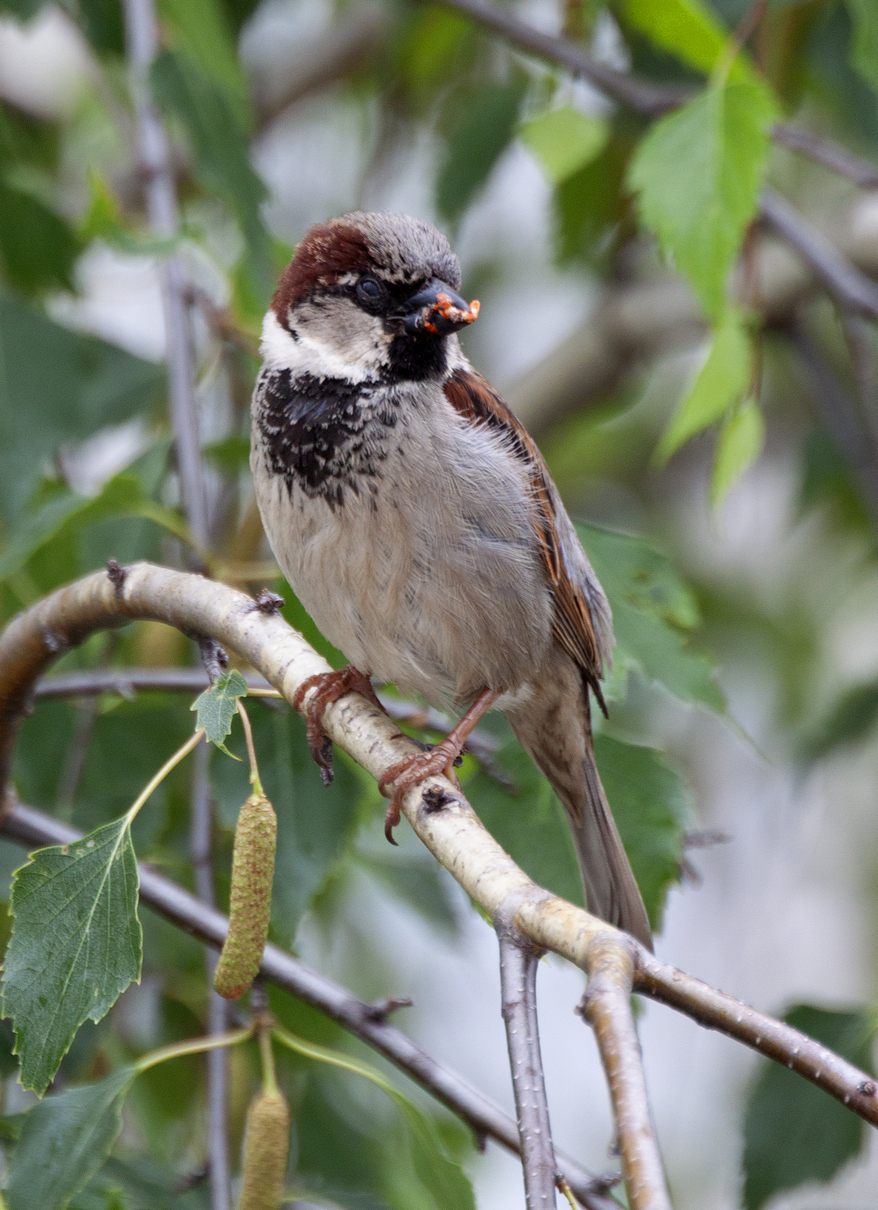 дамавы верабей