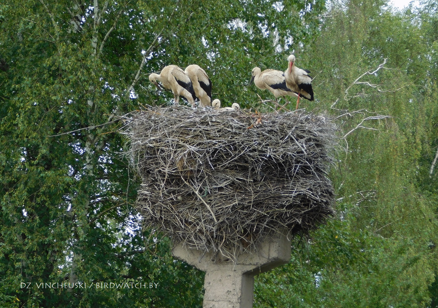 белы бусел