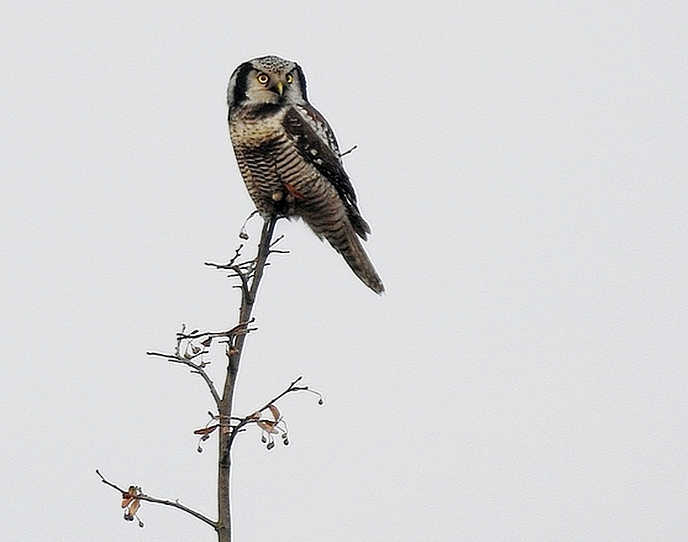 сава-бярозаўка