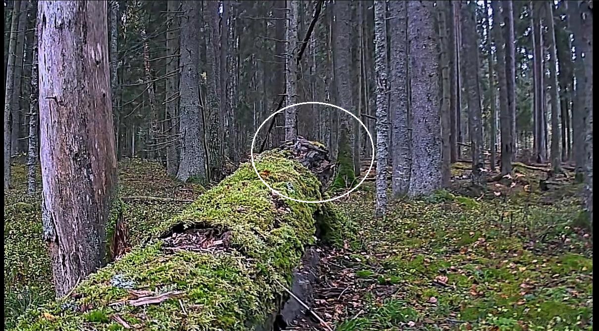 іржавакрылы дрозд