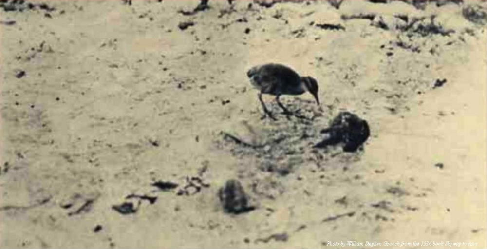 Невядомая ахвяра Другой Святовай вайны | BirdWatch.by
