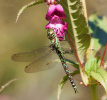 Каромысла трысняговае (Aeshna juncea)
