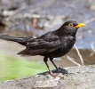 чорны дрозд