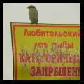 малы грычун