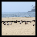 Калифорнийские чайки и черные водорезы.