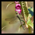 Каромысла трысняговае (Aeshna juncea)