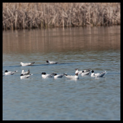 Малые чайки на Вильчицком пруду.