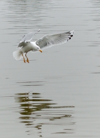 Larus argentatus