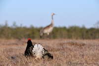 Lyrurus tetrix, black grouse,  тетерев, тетеревиный ток, весна, журавль