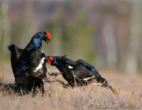 Lyrurus tetrix, black grouse,