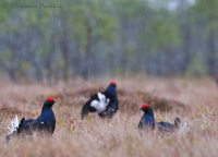 Lyrurus tetrix, black grouse,  тетерев, тетеревиный ток, весна