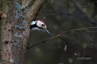 белоспинный дятел