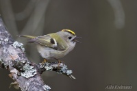 королёк желтоголовый