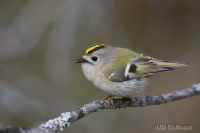 королёк желтоголовый