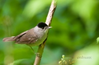 славка-черноголовка