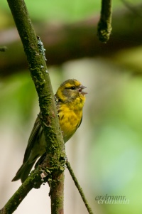 европейский вьюрок