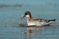 круглоносый плавунчик