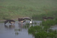 чорныя буслы