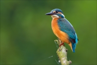 Alcedo atthis