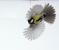 Большая синица