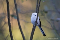 длиннохвостая синица