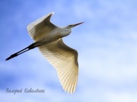 Egretta alba
