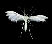 Пальцекрылка Белый птерофор