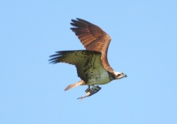 Скопа возвращается с рыбалки