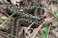 гадзюка на балоце