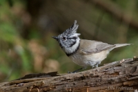 чубатая сініца