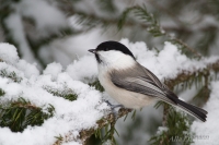 бурагаловая сініца