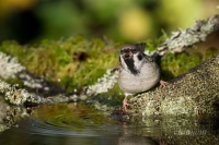 полевой воробей