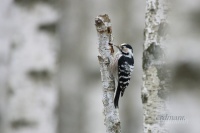 малый дятел