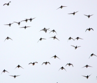 Морские и хохлатые чернети