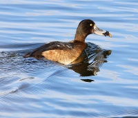Морская чернеть