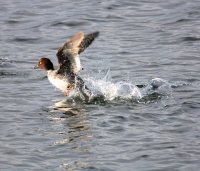 Утка гоголь, самка