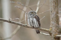 вераб'іны сычык