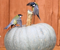 большие синицы