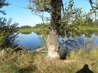 "Работа" резцов.. 