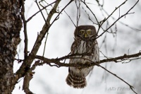 воробьиный сычик